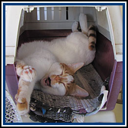 Sleepy Cat in box stretching and yawning